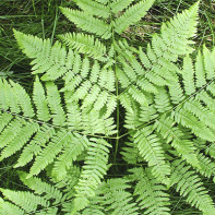 写真：Fern 5