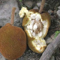 写真 マラン豆の実 4