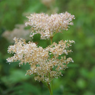 meadowsweet 4」投稿写真