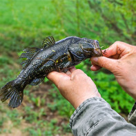 ロータン魚の写真 5
