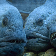 ナマズ写真