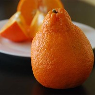 マイネオラ写真