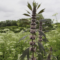 写真motherwort 4