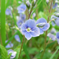 写真：Veronica officinalis 2