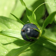 カラス目線写真4