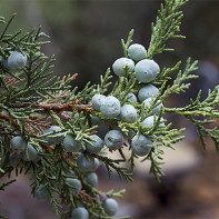 juniper 4」投稿写真