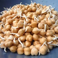 発芽させたひよこ豆の写真 5