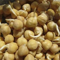 発芽させたひよこ豆の写真 4