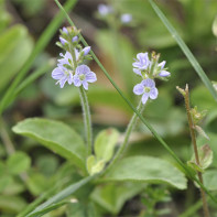 写真：Veronica officinalis 3