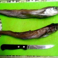 ブラブラメドレー5の写真