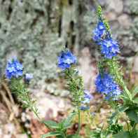 写真：Veronica officinalis 5