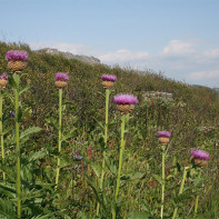 תמונה Leuzea 4