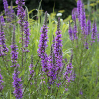 תמונה של loosestrife loosestrife