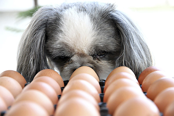 鶏卵は動物に与えることができるのか