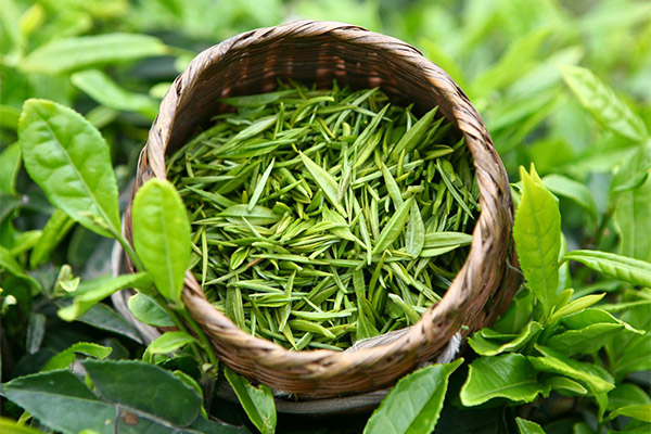 医療における緑茶