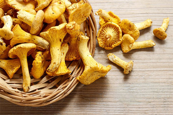 シャントレルを生で食べることは可能ですか？