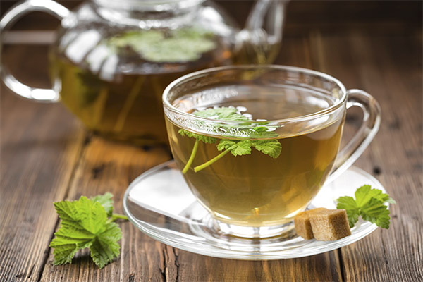 薬用スグリの葉茶