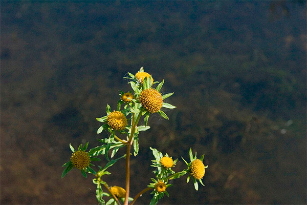 医療における薬草の継承
