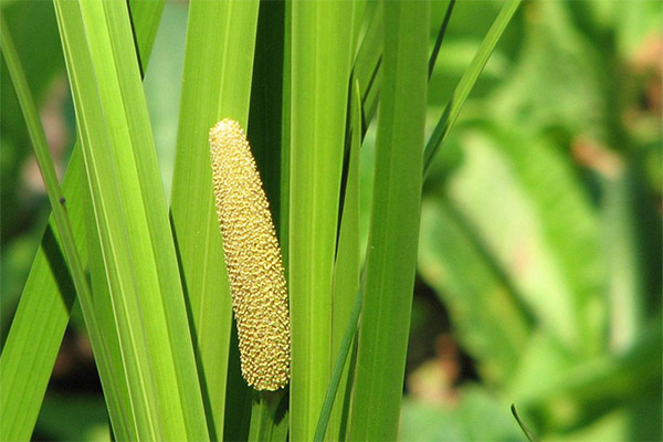 湿布カイロを使った薬用組成物の種類