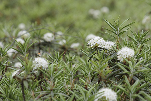 伝統的な薬物療法におけるLedum palustre