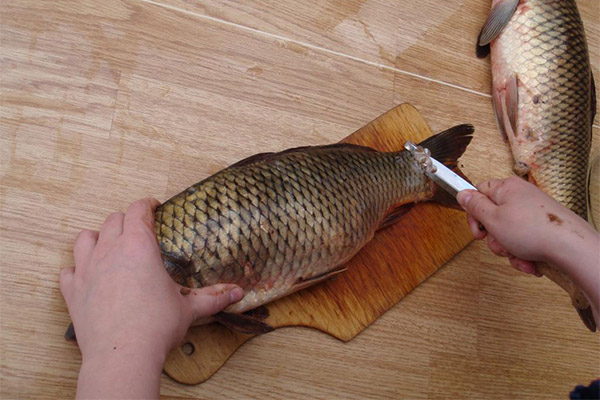 へら鮒の正しい掃除の仕方