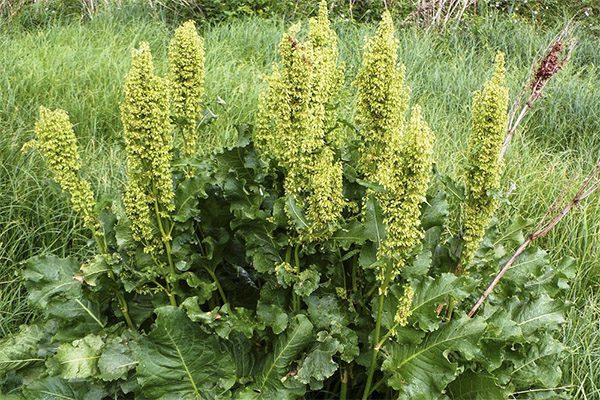 ホース・スレル（Horse Sorrel）の治療効果