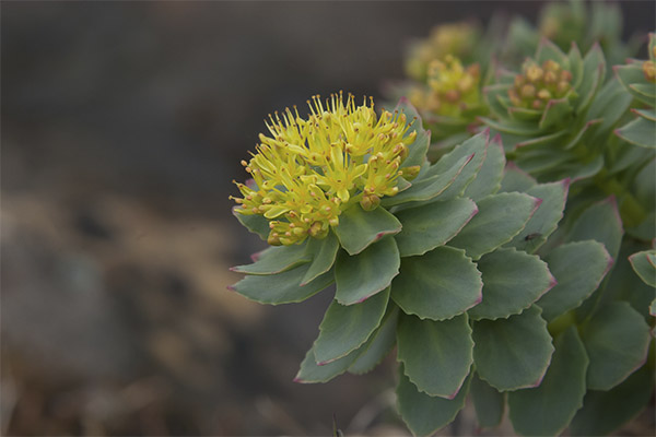 Rhodiola roseaの治療特性