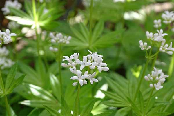 文旦の薬草の治療効果