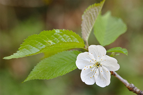 伝統医学における桜の葉