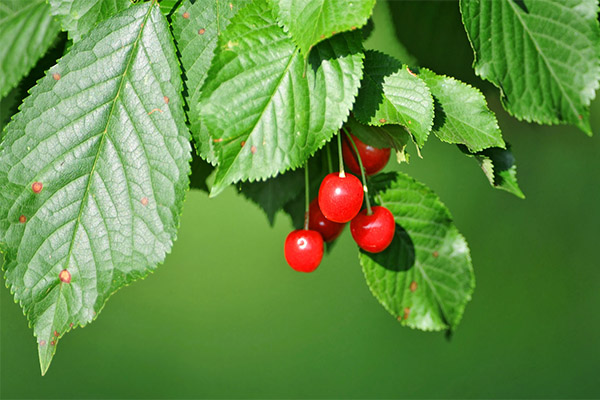 桜の葉