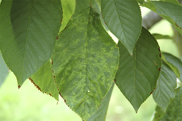 桜の葉の有用な特性