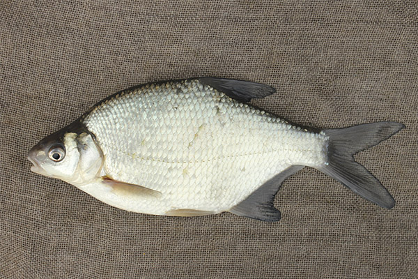 鯛の健康や害について