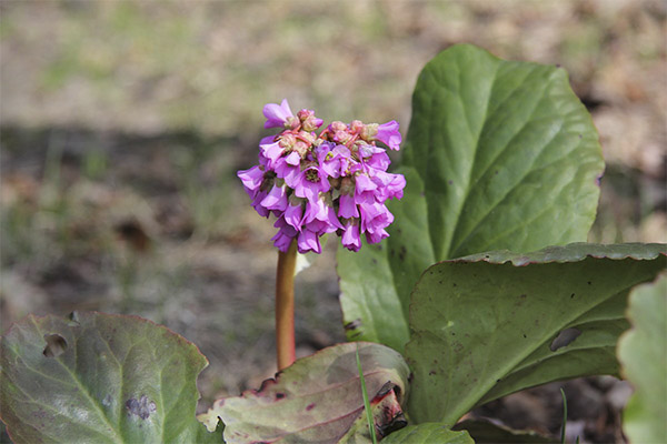 Bergenia Bergenicaのコスメティックでの使用例