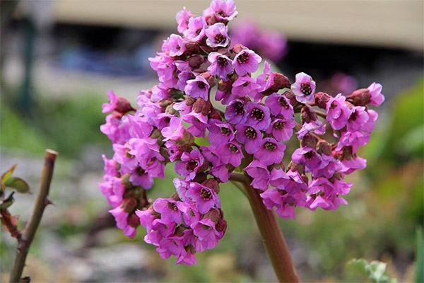 Bergenia Bergenicaの料理での使用例