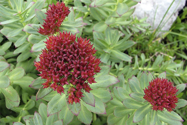 民間療法におけるRhodiola rosea
