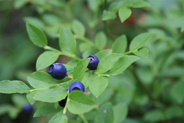 ブルーベリーの葉の薬効成分