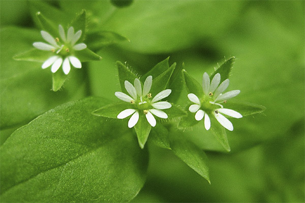 タスキ草