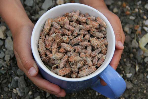松の芽を用いた薬用組成物のスタイル