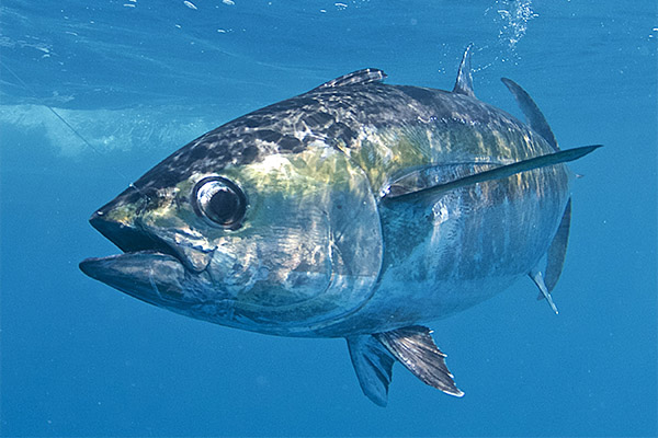 マグロに関する興味深い事実