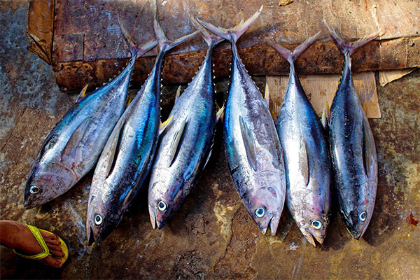 マグロの選び方・保存方法