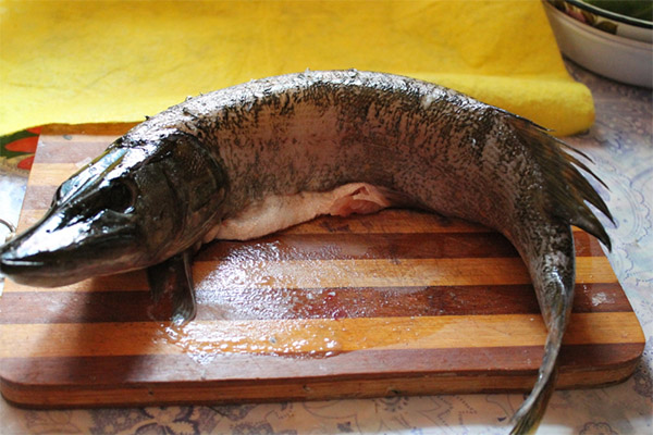 様々な病気のためにカワカマスが食べられるか