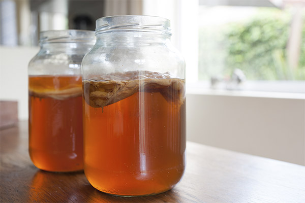 紅茶キノコの効用と弊害