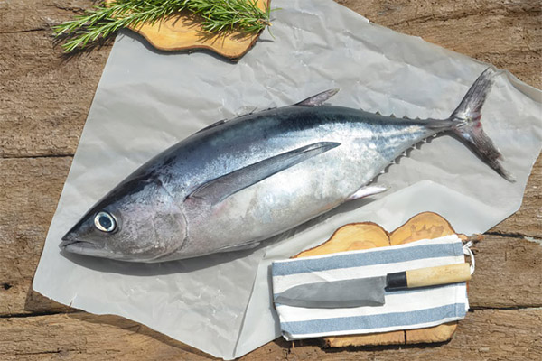 マグロの効用と害悪