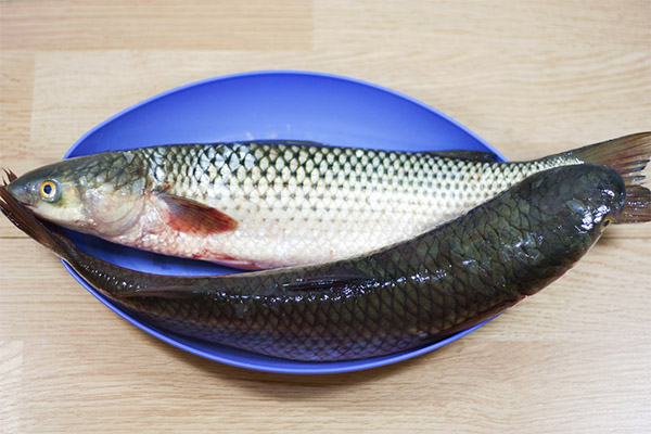 ボラの料理は何ができるのか