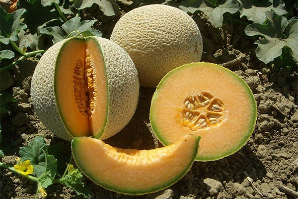 カンタロープの育て方