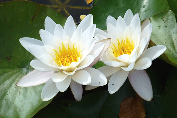 伝統医学における睡蓮