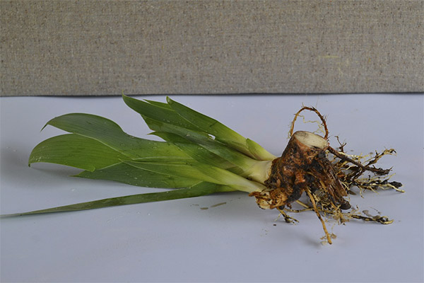 菖蒲を用いた薬用組成物の種類