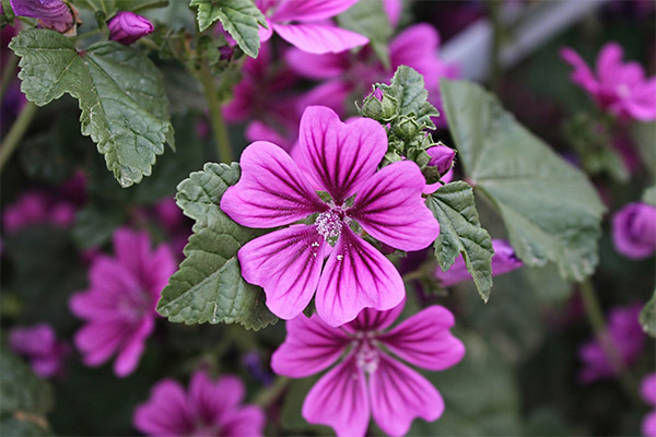 マルバの森