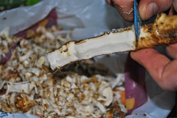 ワサビの皮が破れないように早く剥く方法