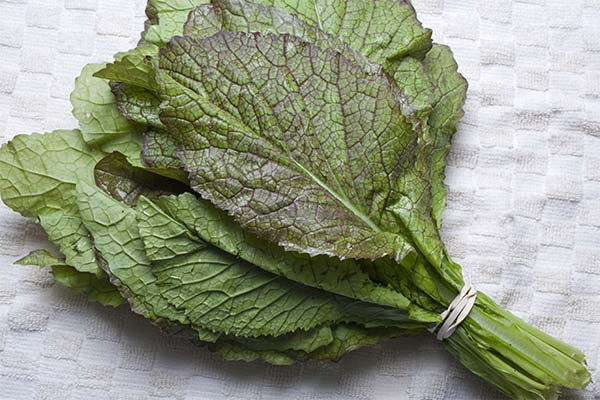 からし菜の選び方・保存方法